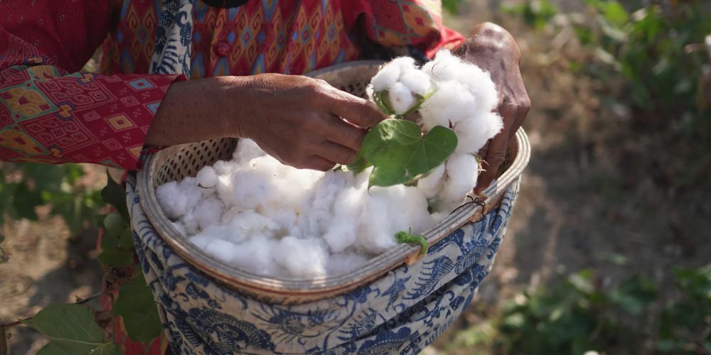 cotton-business-sub-image