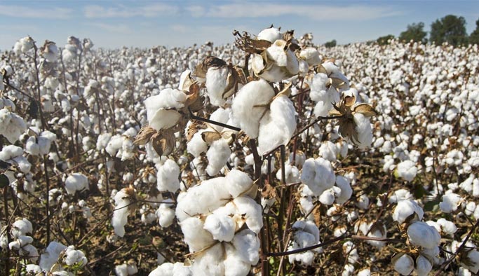 ourbusiness-cottonimage